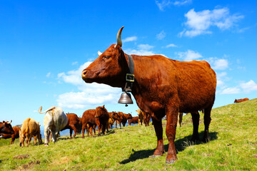 Aubrac brown cow in field