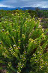 Wildflowers, Salmanslaagte Bushman Rock Art Trail, Clanwilliam, Cederberg Mountains, Western Cape province, South Africa, Africa