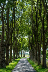 Fototapeta premium Oosthuizen, Netherlands - juli 2020