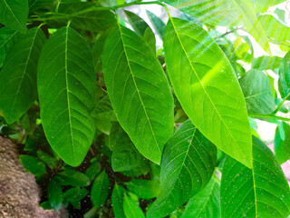 Obraz premium Annona squamosa leafs in a blur nature background and sunlight entering. The sugar-apple, or sweetsop