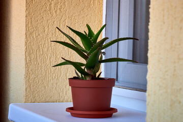 Aloe Vera plant in the balcony