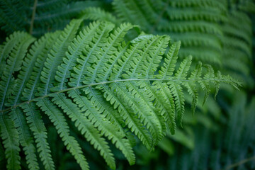 Photo of a beautiful young green fern branch in the garden after summer rain