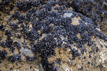 Mussels growing on rocks exposed at low tide in Cornwall England