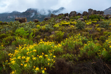 Fototapeta na wymiar Pakhuis Pass, Wildflowers, Clanwilliam, Cederberg Mountains, Western Cape province, South Africa, Africa