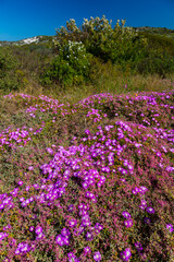 Wildflowers, Lambert's Bay, Western Cape province, South Africa, Africa