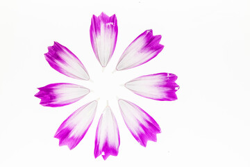 Pink cosmos flowers shape petal design story 