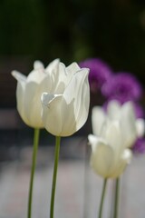 White tulips