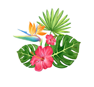 A beautiful bouquet of tropical flowers of hibiscus and strelitzia and leaves of palm trees and monstera. Watercolor flowers on a white background.