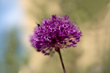 Allium 'AMBASSADOR' ornamental garlic