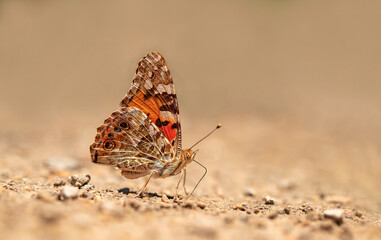 Thorn Butterfly / Vanessa cardui