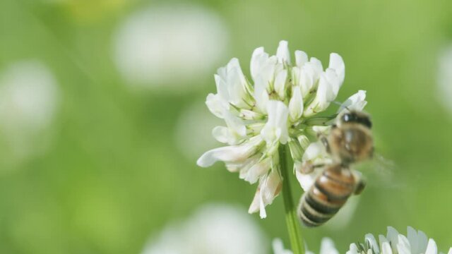 Honey bee on white clover collecting nectar in sunny spring day