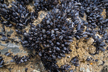Mussels growing on rocks exposed at low tide in Cornwall England