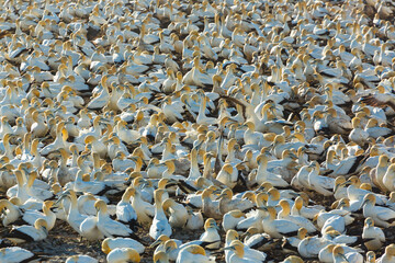 Cape gannet, Bird Island, Lambert's Bay, Western Cape province, South Africa, Africa