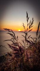 Coucher de soleil sur une plante plage le Havre France