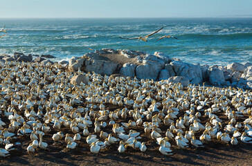 Fototapeta na wymiar Cape gannet, Bird Island, Lambert's Bay, Western Cape province, South Africa, Africa