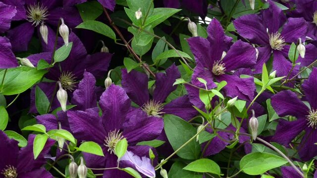 dark purple clematis flowers sway in the wind
