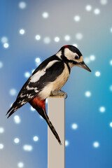 Buntspecht. Vogelportrait Nr.18