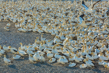 Fototapeta premium Cape gannet, Bird Island, Lambert's Bay, Western Cape province, South Africa, Africa