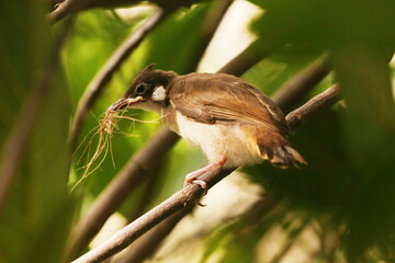 Red Whiskered Bulbul (young)