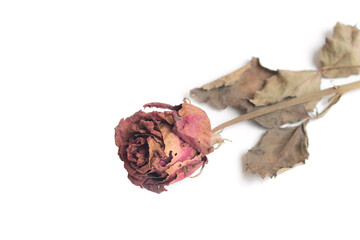 Close-upwithering red roses on white background