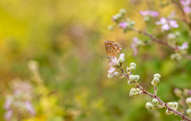 Multi-eyed brunette butterfly; Polyommatus agestis