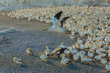Cape gannet, Bird Island, Lambert's Bay, Western Cape province, South Africa, Africa