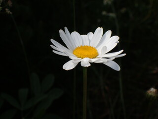 daisy flower on black background