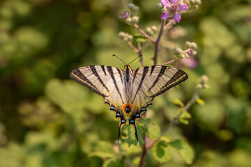 Plum Swallowtail butterfly / Iphiclides podalirius on plant