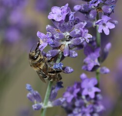 blooming lavender