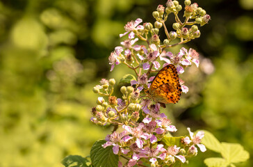 Blackberry birent butterfly ; Brenthis daphne