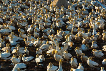 Cape gannet, Bird Island, Lambert's Bay, Western Cape province, South Africa, Africa