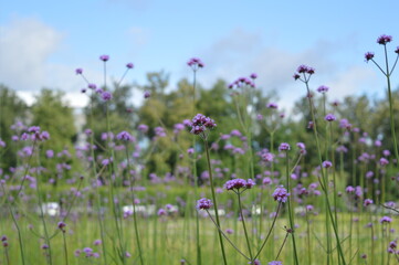 Field of purple flowers.