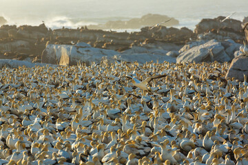Cape gannet, Bird Island, Lambert's Bay, Western Cape province, South Africa, Africa
