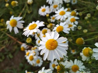 daisy, daisy flowers, daisy, flower, nature, field, white, summer, flowers, spring, plant, meadow, yellow, daisy, grass, green, daisies, daisy, garden, flora, blossom, bloom, floral, beauty, grass pet