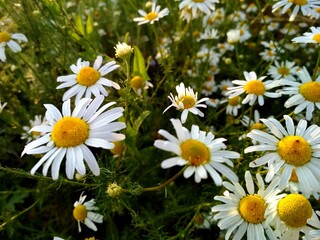 daisy, daisy flowers, daisy, flower, nature, field, white, summer, flowers, spring, plant, meadow, yellow, daisy, grass, green, daisies, daisy, garden, flora, blossom, bloom, floral, beauty, grass pet