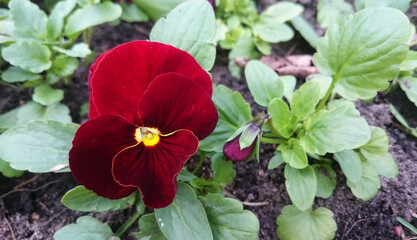 Dark red and yellow pansy flowers 'Red'. Viola wittrockiana