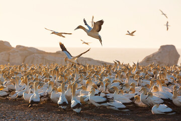 Cape gannet, Bird Island, Lambert's Bay, Western Cape province, South Africa, Africa