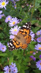 Fototapeta na wymiar Butterfly on a purple flower