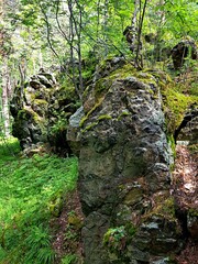 A fabulous summer forest in Polevskoy.