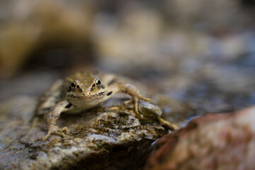 European Common Frog on a stone in the middle of a little forest river stream
