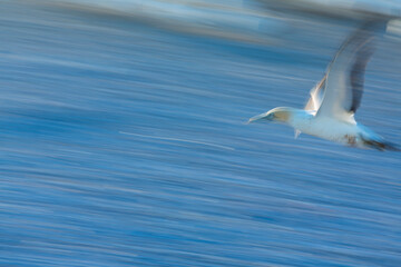 Cape gannet, Bird Island, Lambert's Bay, Western Cape province, South Africa, Africa