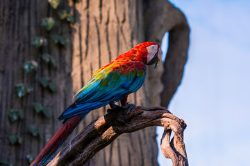 Beautiful big red green-winged macaw parrot bird. Exotic tropical birds