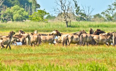 landscape
Beautiful area of integral nature reserve in Germany, at the east coast in Gelting, with wild horses and cattle
