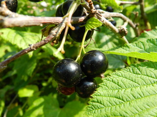 black currant berries