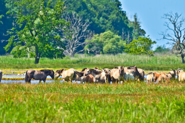 Obraz premium landscape Beautiful area of integral nature reserve in Germany, at the east coast in Gelting, with wild horses and cattle 
