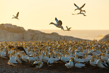 Cape gannet, Bird Island, Lambert's Bay, Western Cape province, South Africa, Africa