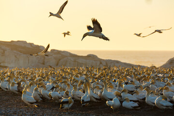 Cape gannet, Bird Island, Lambert's Bay, Western Cape province, South Africa, Africa