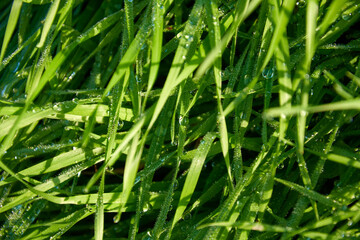 Fototapeta na wymiar dew on green grass, macro