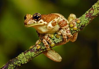Frog sitting on a branch