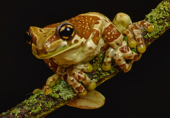 Frog sitting on a branch